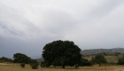 Grande Quercia