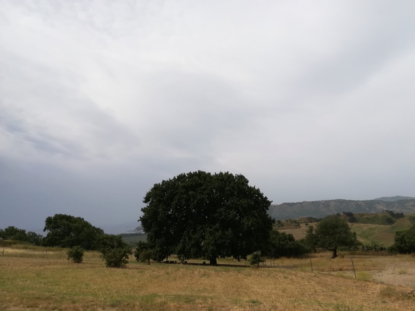 Grande Quercia
