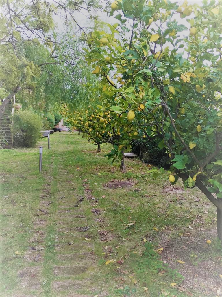 viale dei limoni sfumato