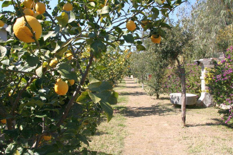 viale dei limoni