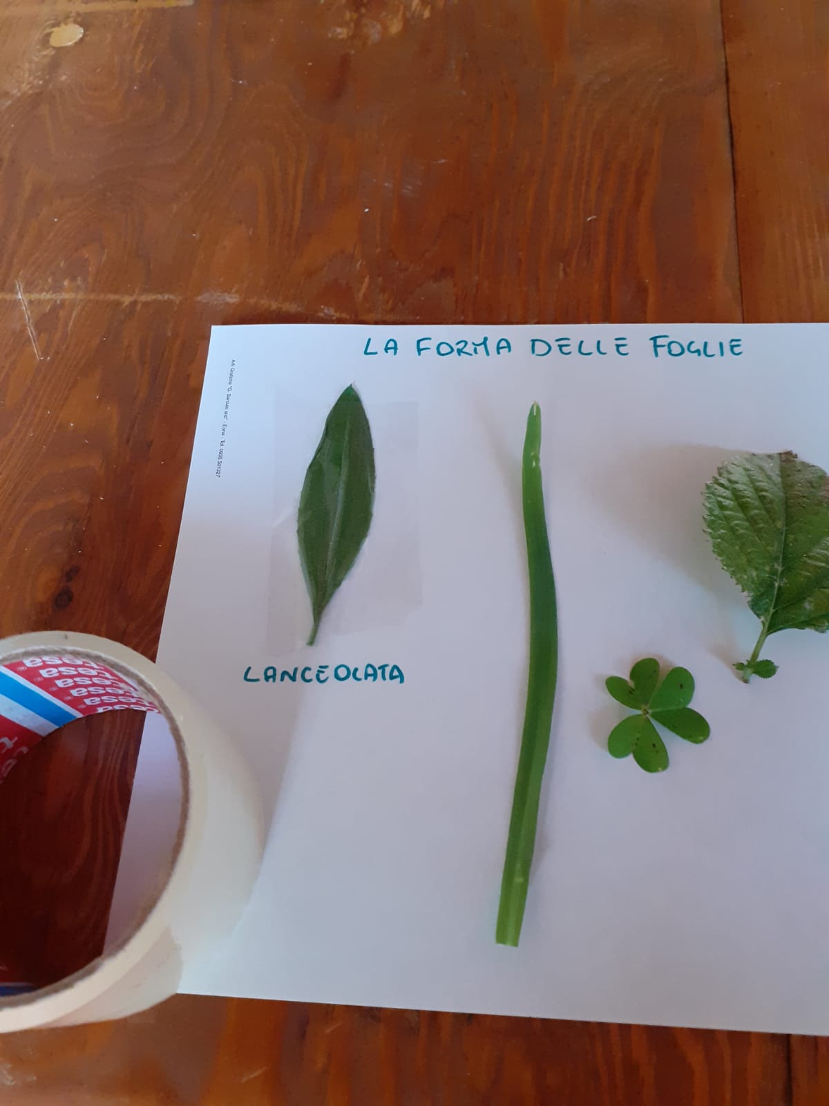 Laboratorio delle erbe