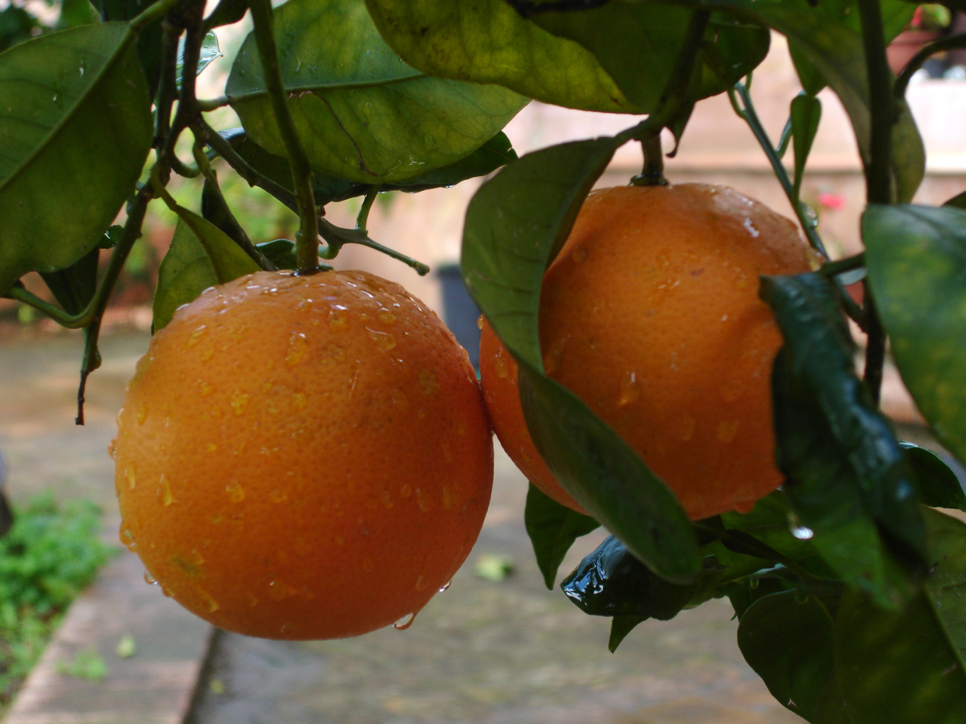 arance con rugiada