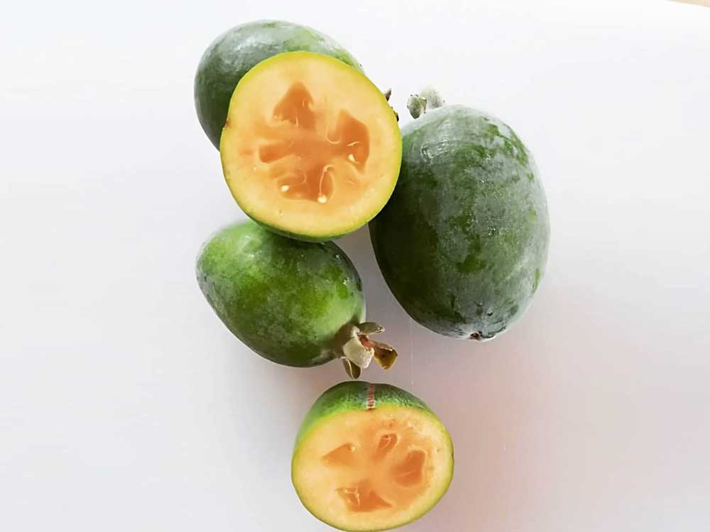 le feijoa